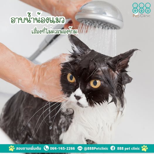 อาบน้ำ-ตัดขน